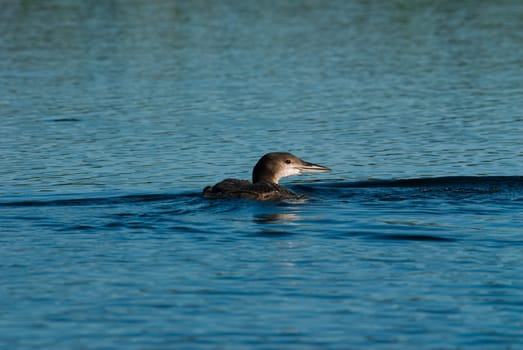 Young chick loon on a blue lake in Canada