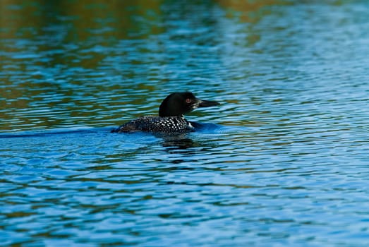 Adult loon on a blue lake in Canada