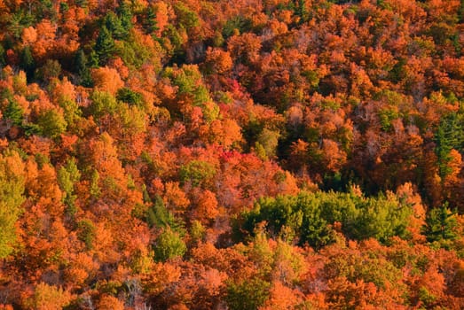autumn forest viewed from above with lots of colors