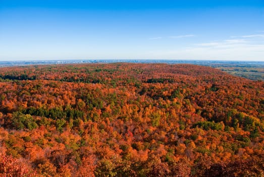 Fall colors in the canadian forest with sky