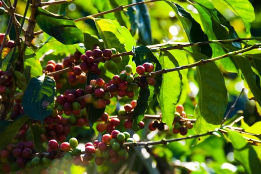 these are coffee beans on a tree ripe