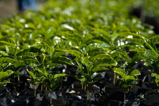these are coffee plants ready to be put in the ground
