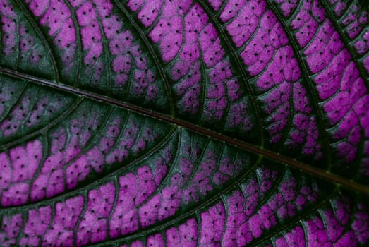 purple leaf taken in macro mode in texture