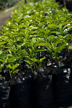 these are coffee plants ready to be put in the ground