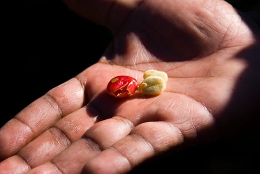 coffe beans open in a hand in the sun