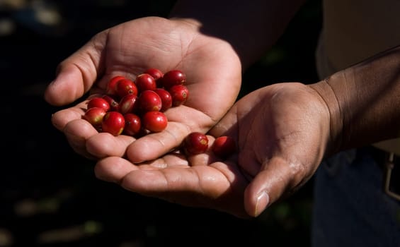 coffe beans open in a hand in the sun