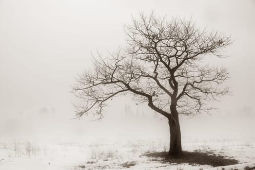 A single tree in the moring mist and fog