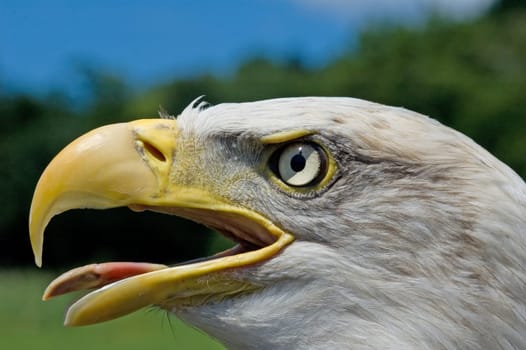 closeup of eagle head