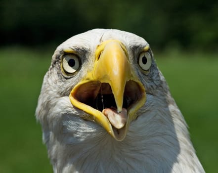 screaming eagle