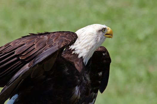 Bald eagle taking off