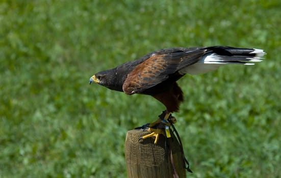 Hawk at bird show