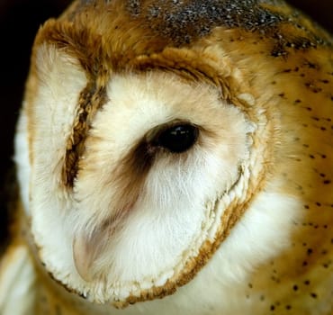 Closeup of a barn owl
