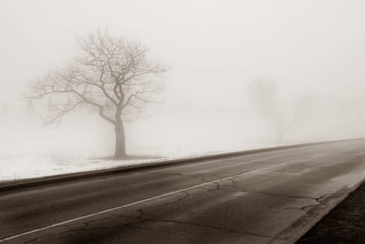 a lonely tree by the side of the road