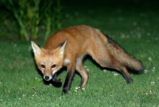 fox2