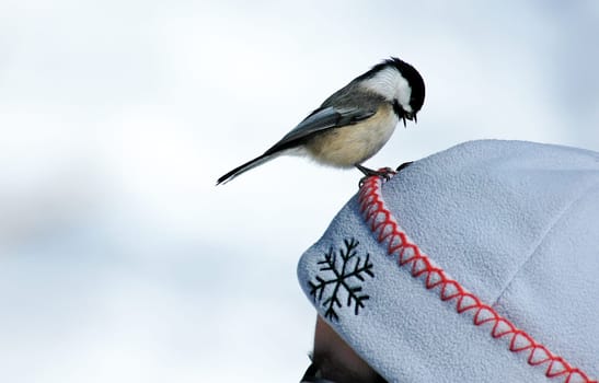 bird