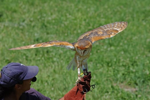 Barn owl on hand