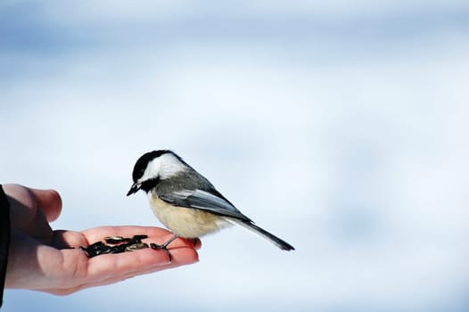 bird chick a dee esting sun flower seeds
