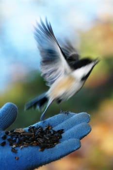 bird
