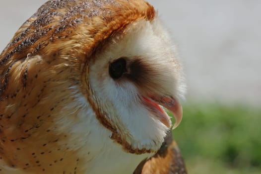 closeup of head