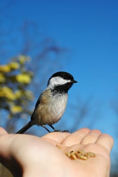 bird