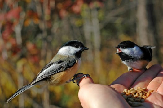 birds