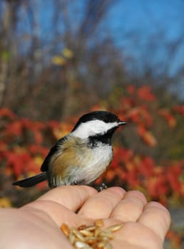 bird