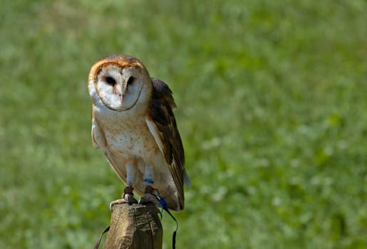 standing on a perch
