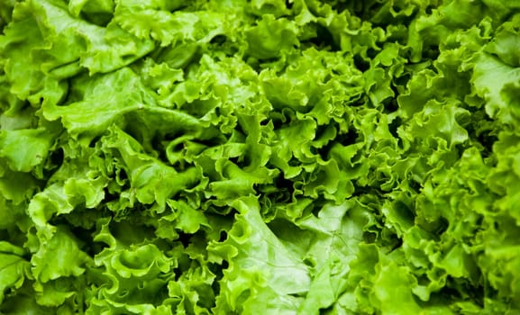 fresh lettuce green at a farmers market