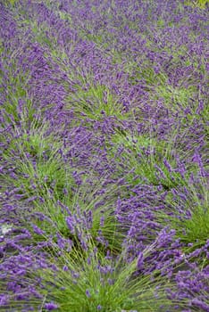 a lavender field in Francein purple and green