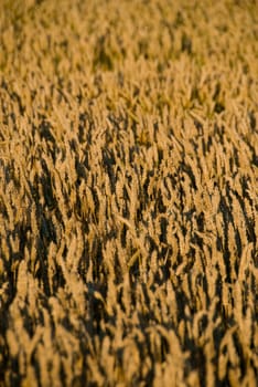 a wheat field with close up of the grain