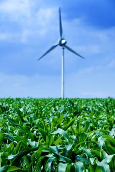 clean energy white wind turbine in corn field