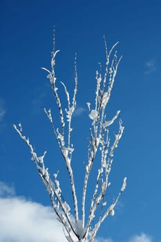 branches covered in snow
