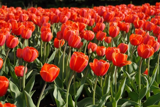 tulip festival in Ottawa