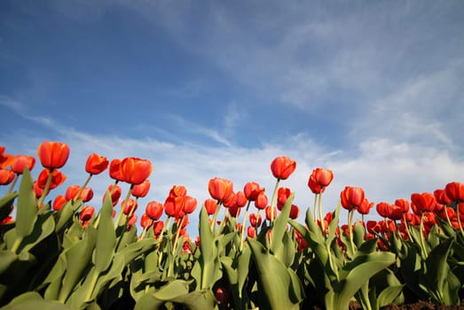 red flowers at spring