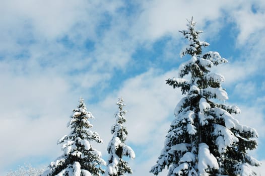 outdoor trees with snow
