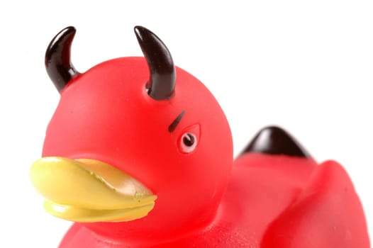duck