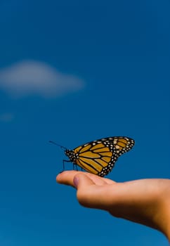 a monarch butterfly on a hand with orange