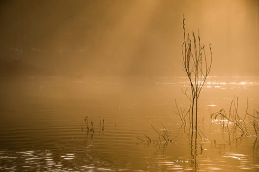 moring mist in warm orange glow on the river