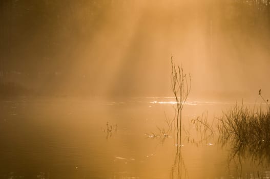 moring mist in warm orange glow on the river