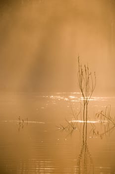 moring mist in warm orange glow on the river