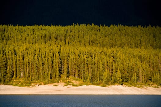 forest of trees on alberta canada at sunset