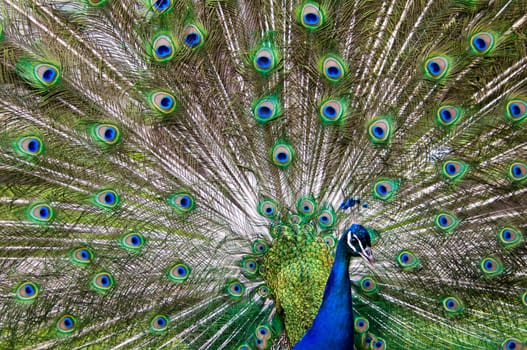 blue and green male peacock showing his tail