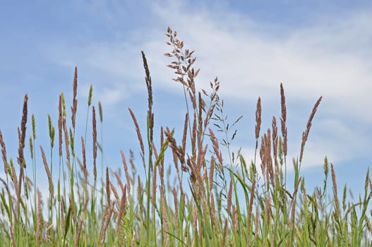 Grasses