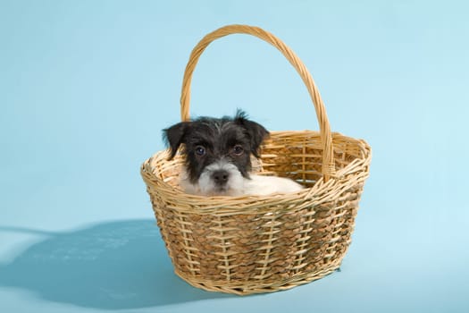 Parson Jack Russel Terrier puppy in the studio