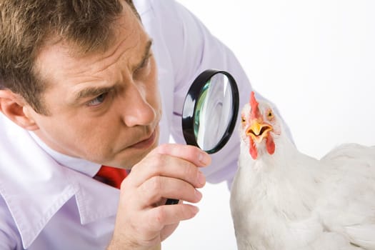 Close-up of serious farmer looking at white chicken through a lens