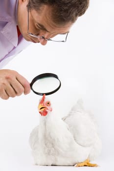 Image of white hen being observed by man through a lens