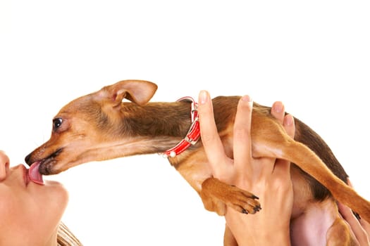 Close-up of small dog in female hands licking its owner