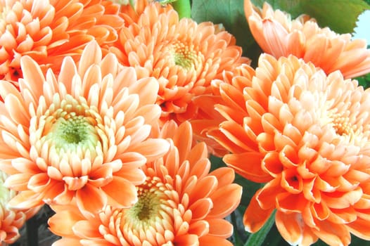 Closeup of chrysanthemum flowers
