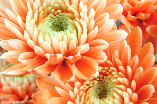 Closeup of chrysanthemum flowers