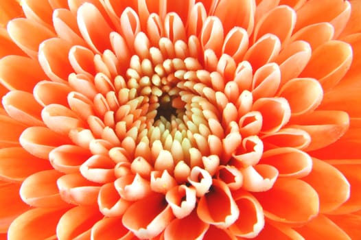 Closeup of chrysanthemum flowers